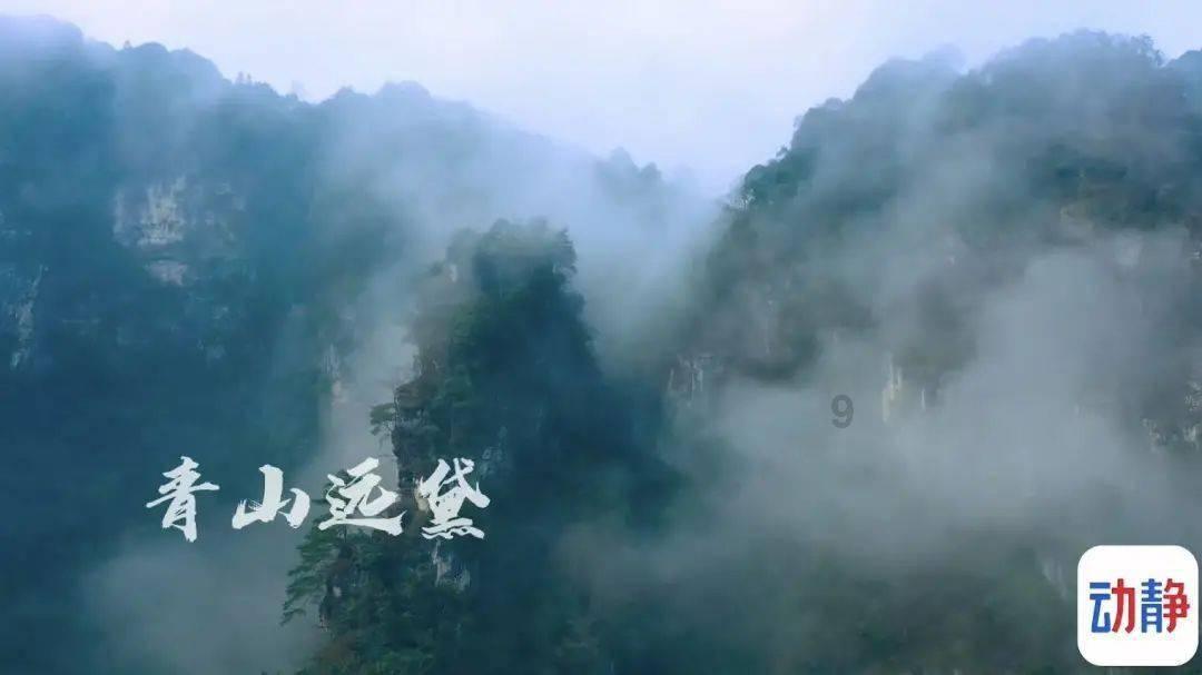 解救金刚鹦鹉