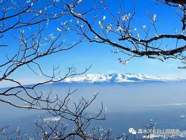 逃出猫头鹰屋